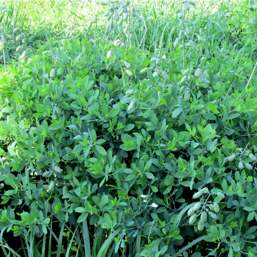 Baptisia alba var. macrophylla - White False Indigo (Plant habit)