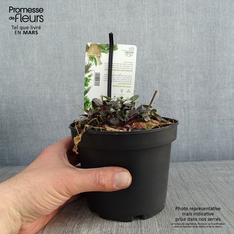 Barbarea verna - Cresson de terre ou de jardin, barbarée printanière Pot de 1,5L/2L sample as delivered in winter