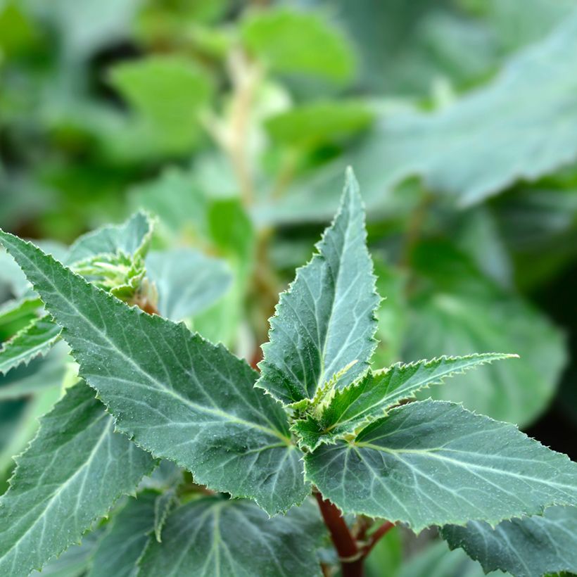 Begonia boliviensis San Francisco (Foliage)