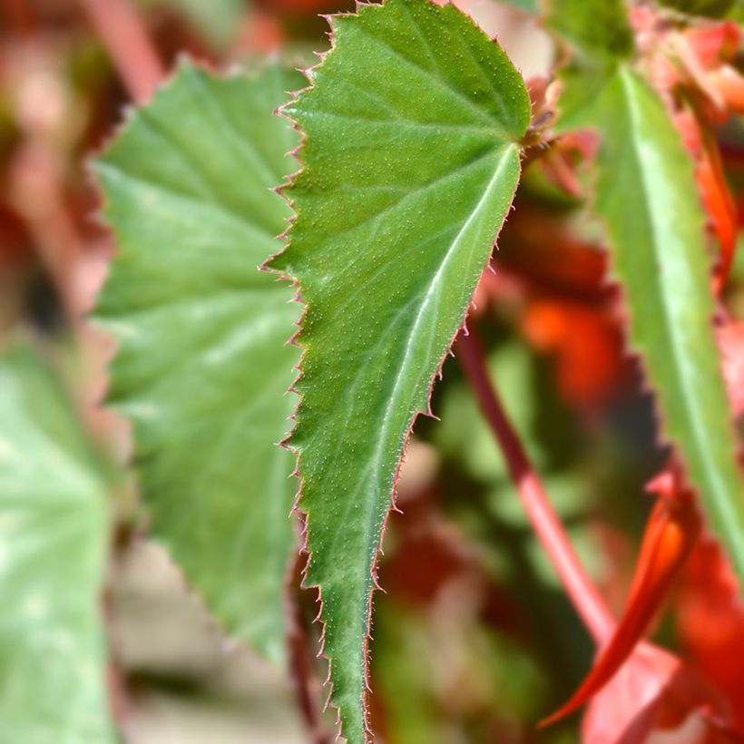 Begonia boliviensis Santa Cruz (Foliage)