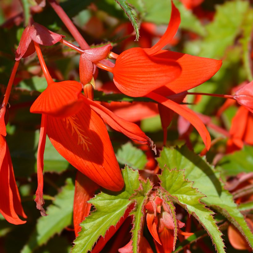 Begonia boliviensis Santa Cruz (Flowering)