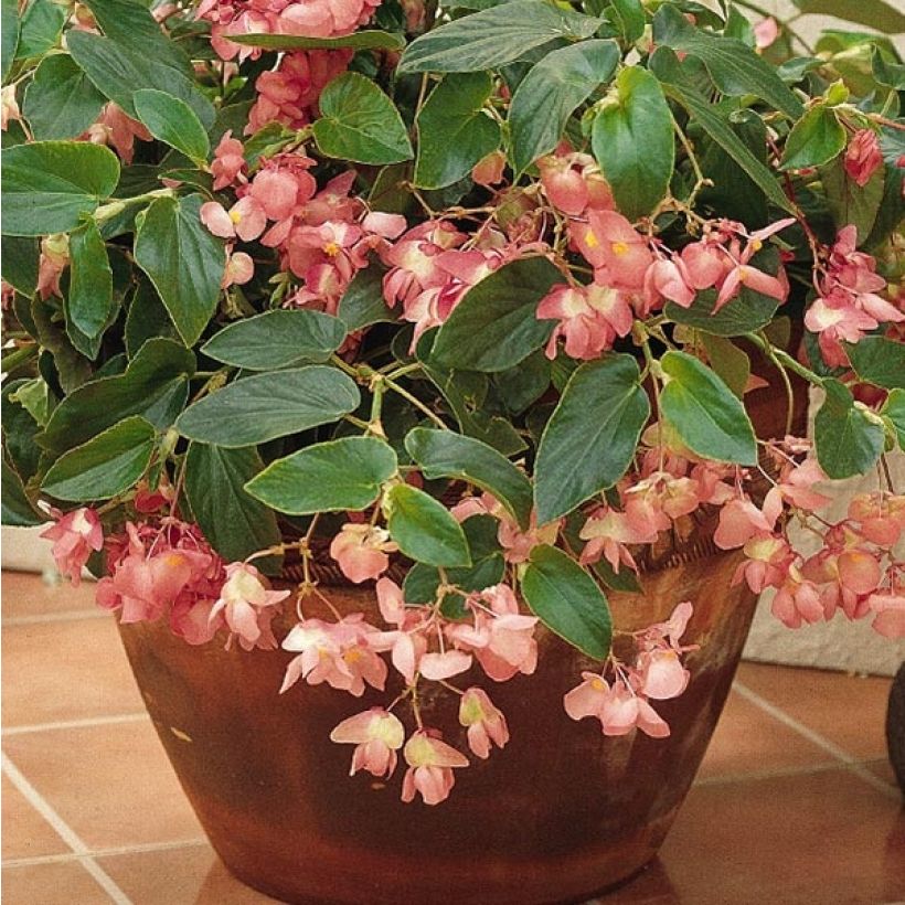 Begonia Dragon Wing Pink (Flowering)