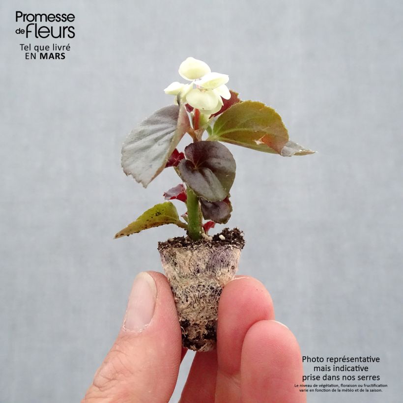 Begonia semperflorens Gumdrop Coco White Plug plant 1.5/2.5 cm sample as delivered in spring