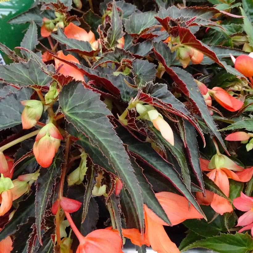 Begonia boliviensis Summerwings Orange Innbolora (Foliage)