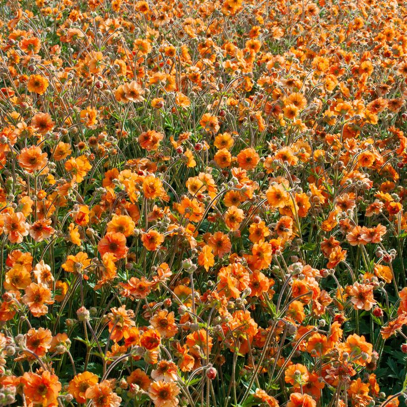 Geum Fire Storm (Plant habit)