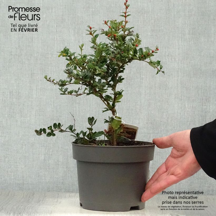 Berberis darwinii 25/30cm en pot de 2L. sample as delivered in winter