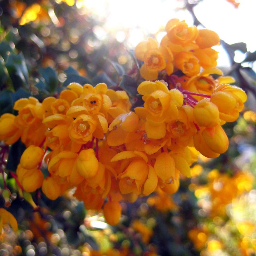 Berberis darwinii Compacta - Barberry (Flowering)