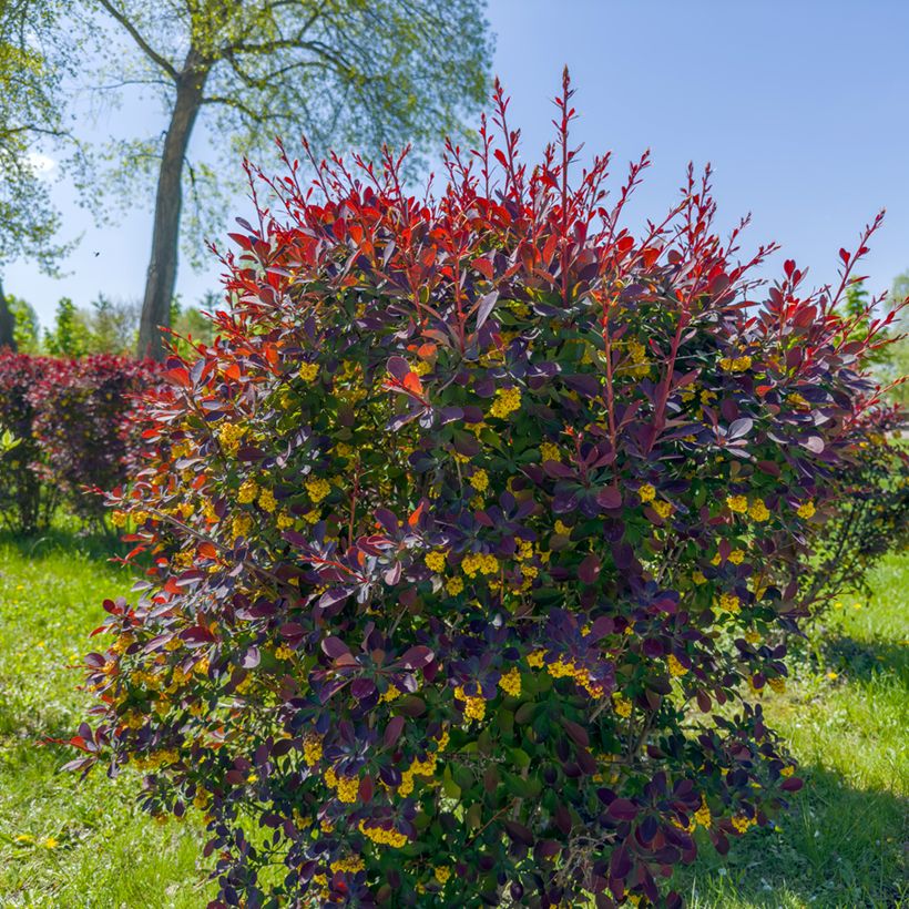 Berberis ottawensis Superba - Barberry (Plant habit)