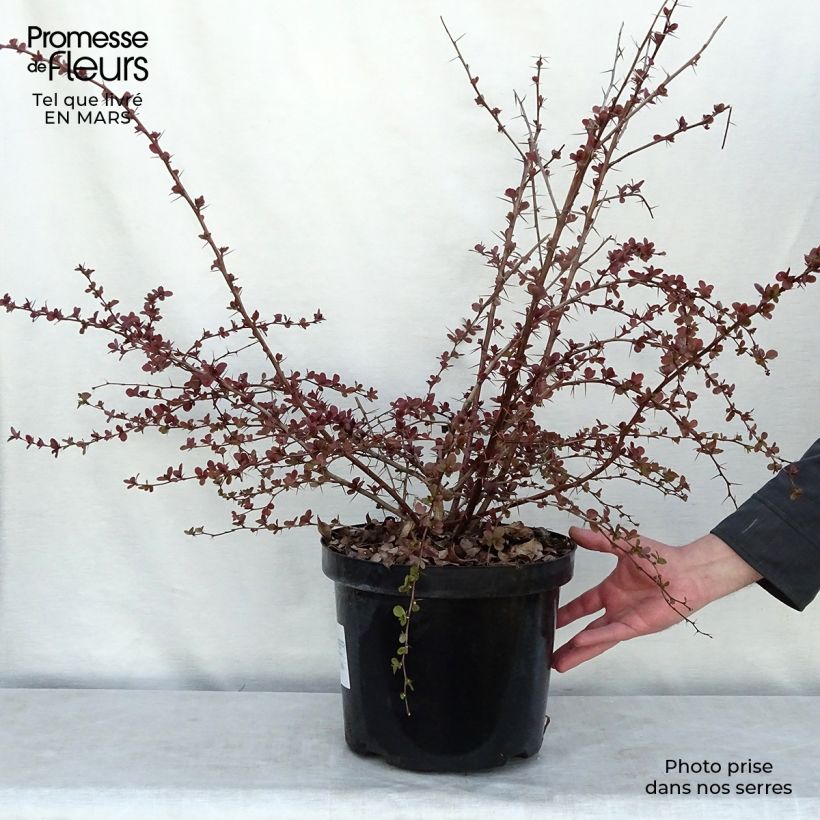 Berberis ottawensis Superba - Epine-vinette livré en pot de 7,5L/10L sample as delivered in winter