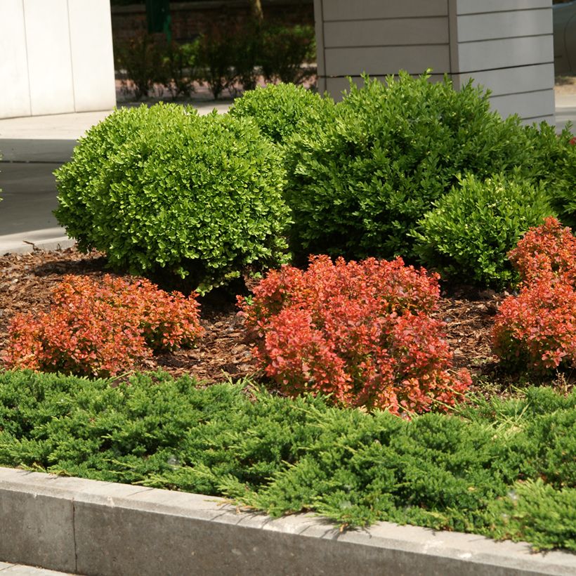 Berberis thunbergii Admiration - Barberry (Plant habit)