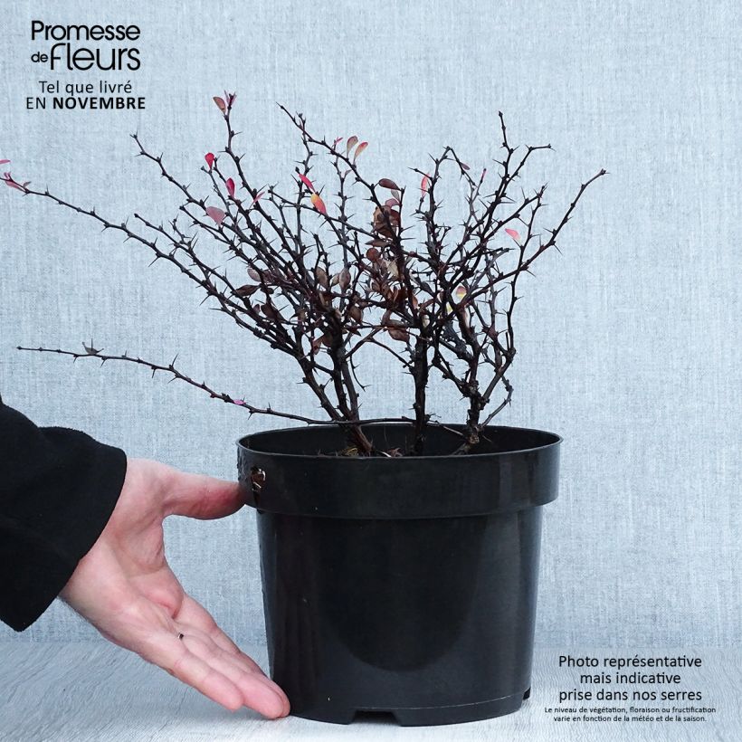 Berberis thunbergii Atropurpurea Nana - Epine-vinette Pot de 2L/3L sample as delivered in autumn