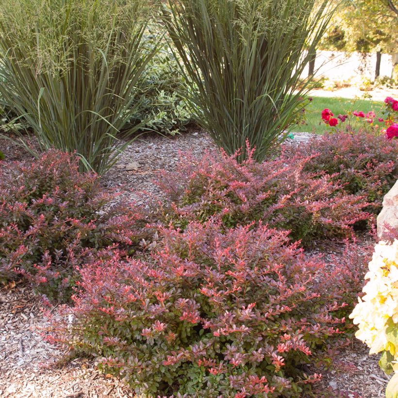 Berberis thunbergii Cabernet - Japanese Barberry (Plant habit)