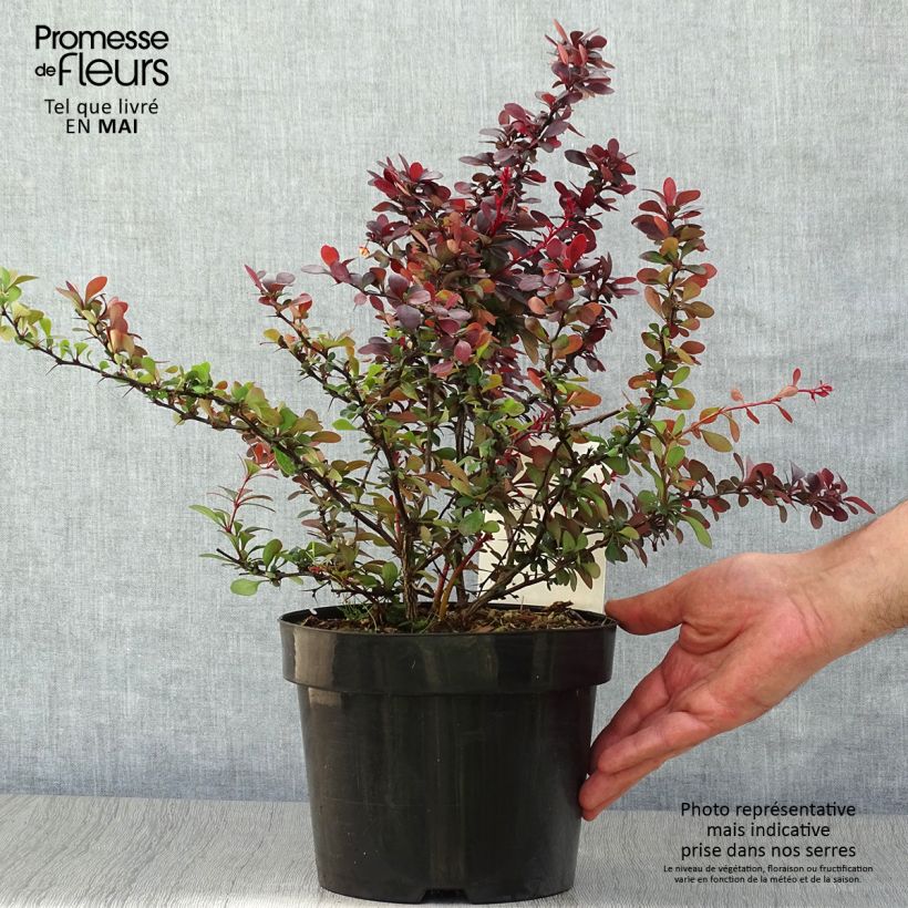 Berberis thunbergii Darts Red Lady - Barberry 2L/3L potShipped height around 20/25cm sample as delivered in spring