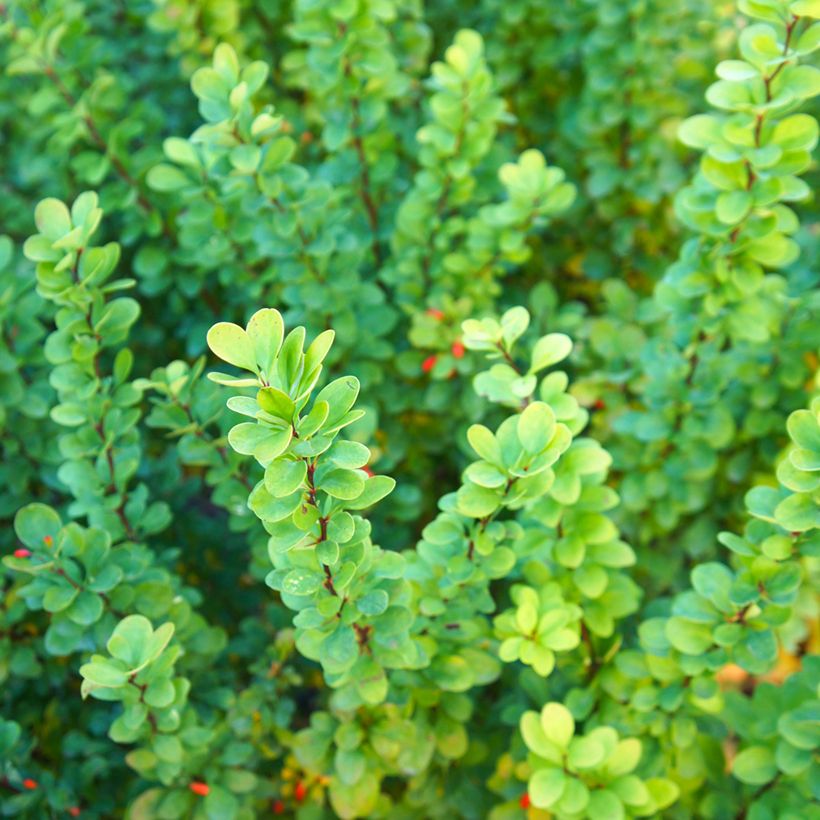 Berberis thunbergii Erecta (Foliage)