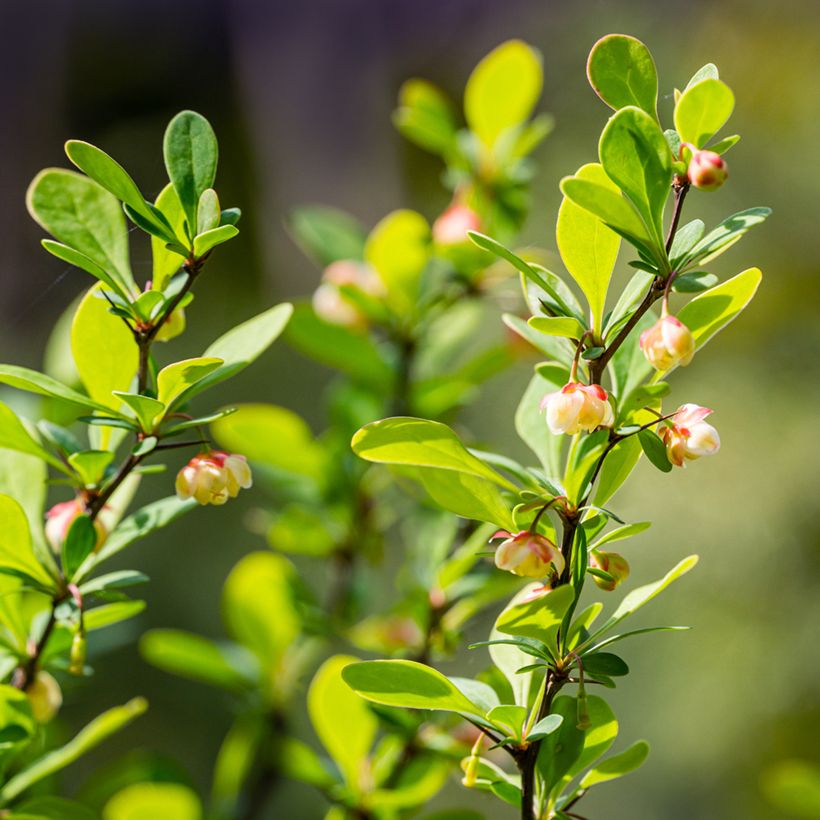 Berberis thunbergii Erecta (Flowering)