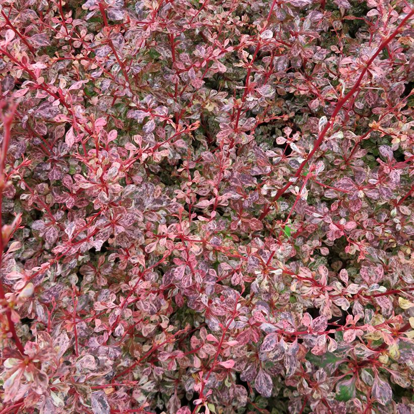 Berberis thunbergii Flamingo (Foliage)