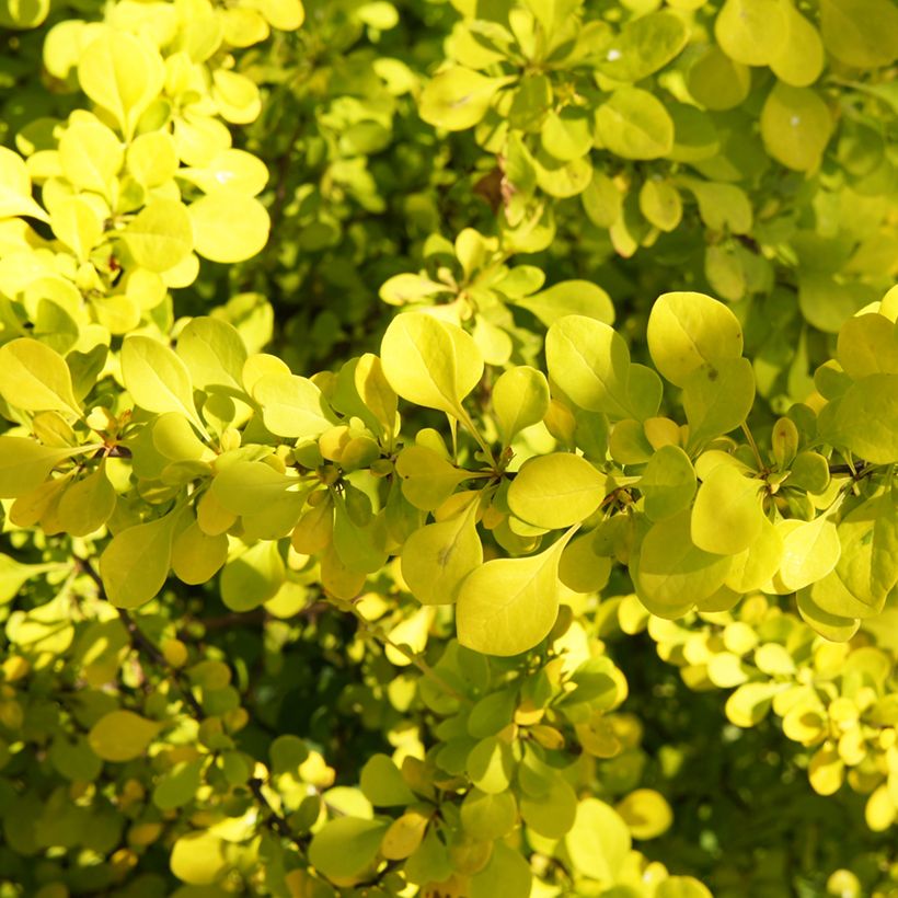 Berberis thunbergii Golden Carpet - Barberry (Foliage)