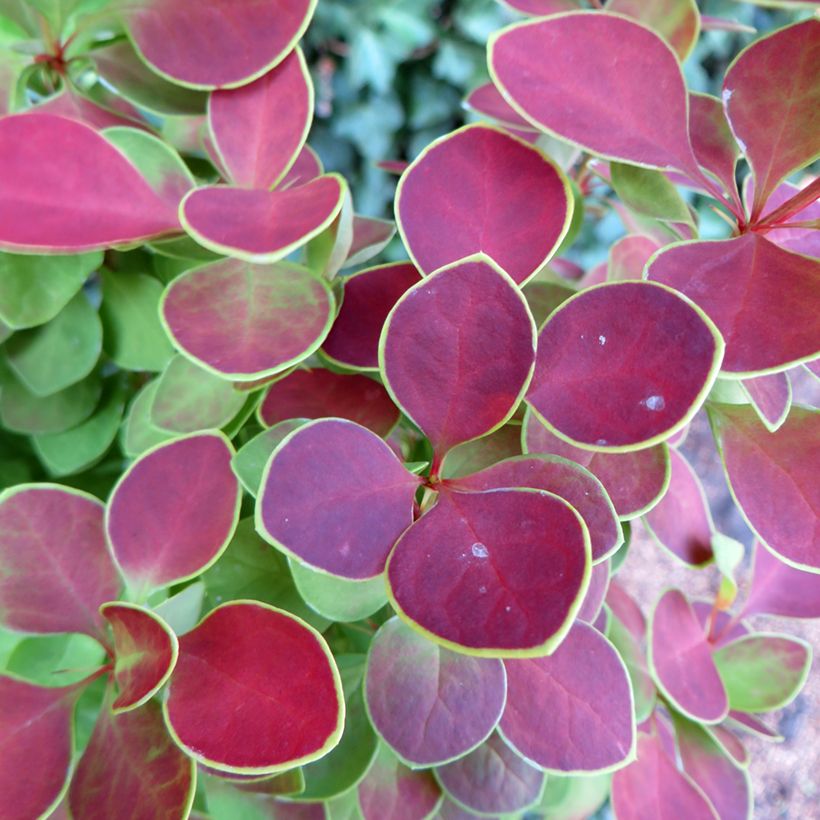 Berberis thunbergii Golden Ring (Foliage)