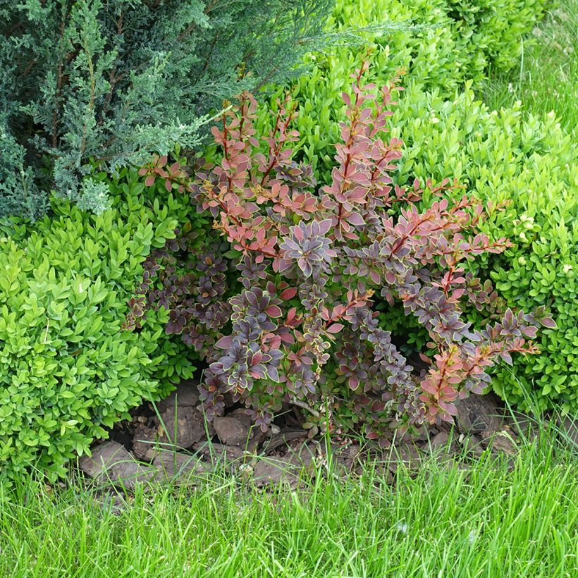 Berberis thunbergii Golden Ring (Plant habit)