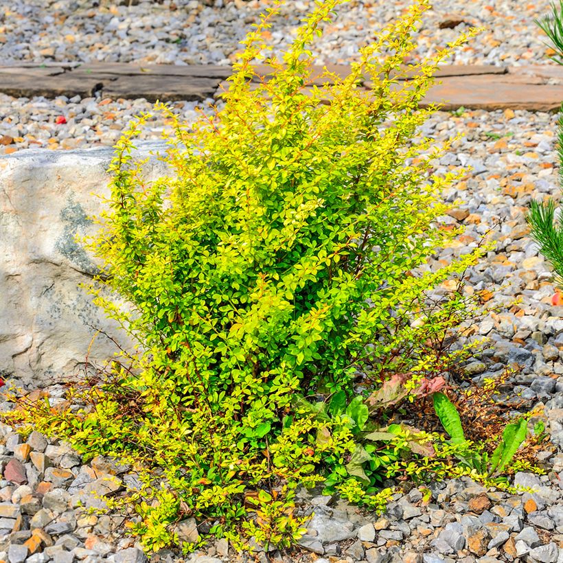 Berberis thunbergii Golden Rocket - Barberry (Plant habit)