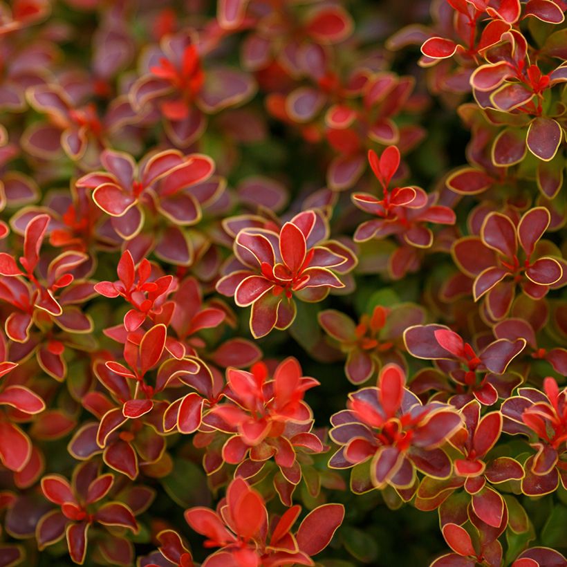 Berberis thunbergii Golden Ruby (Foliage)