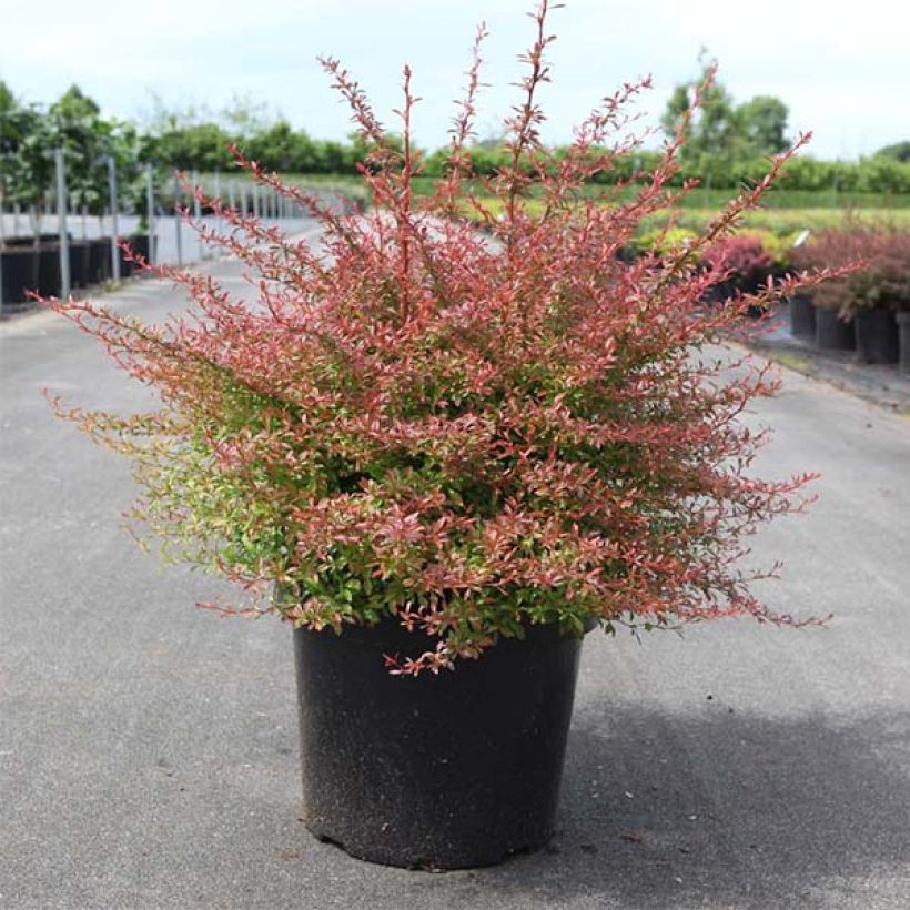 Berberis thunbergii Orange Dream - Barberry (Plant habit)