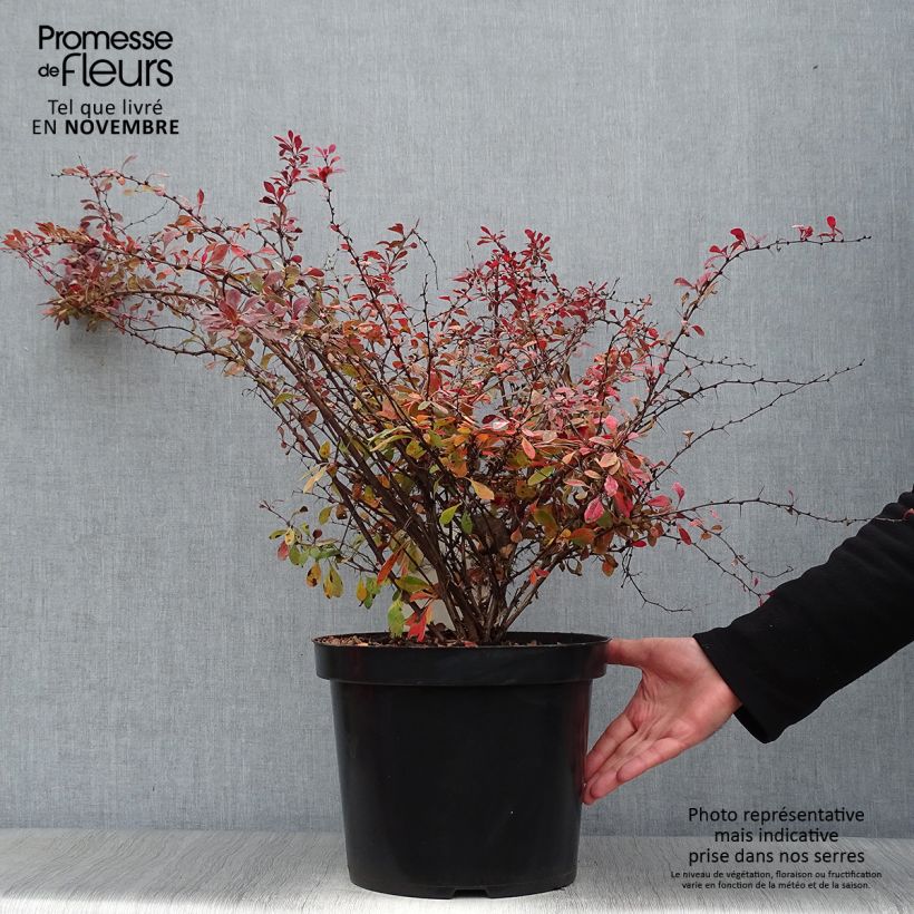 Berberis thunbergii Rosy Glow en pot de 10L sample as delivered in autumn