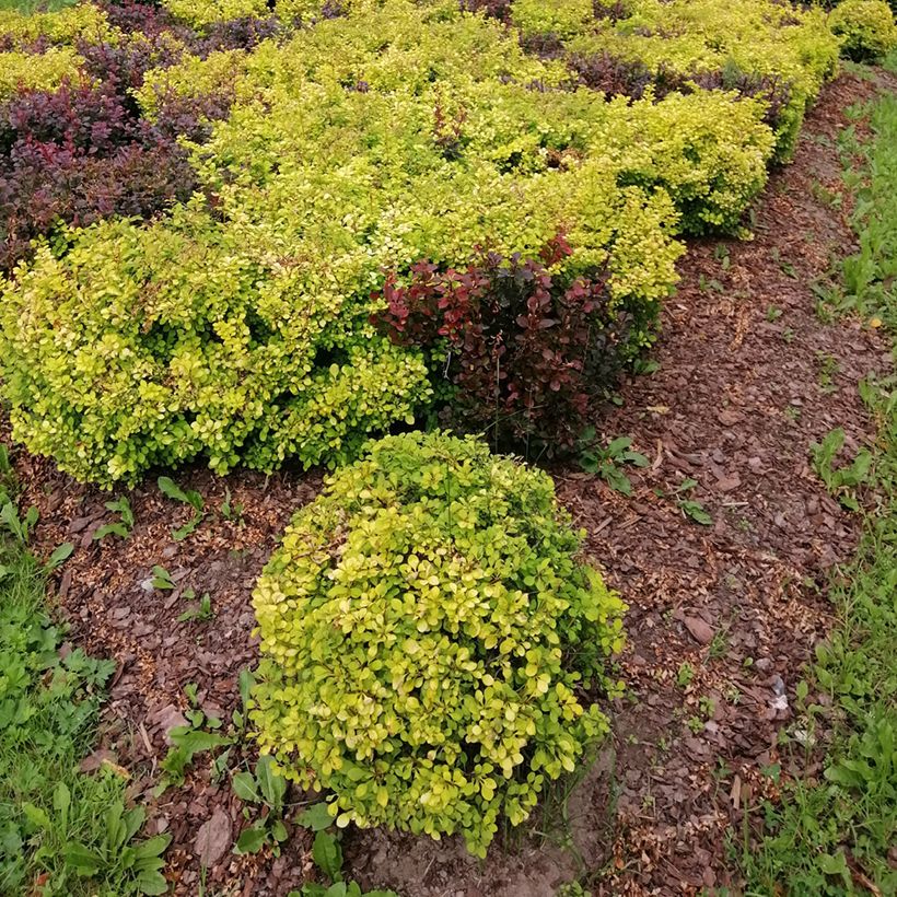 Berberis thunbergii Tiny Gold - Barberry (Plant habit)