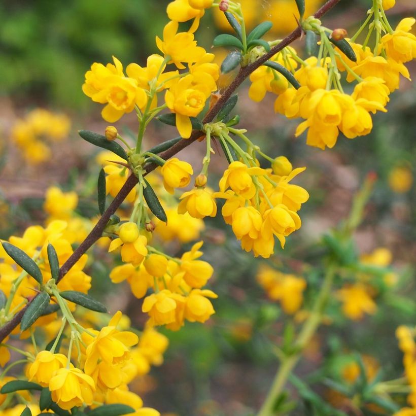 Berberis x stenophylla - Barberry (Flowering)