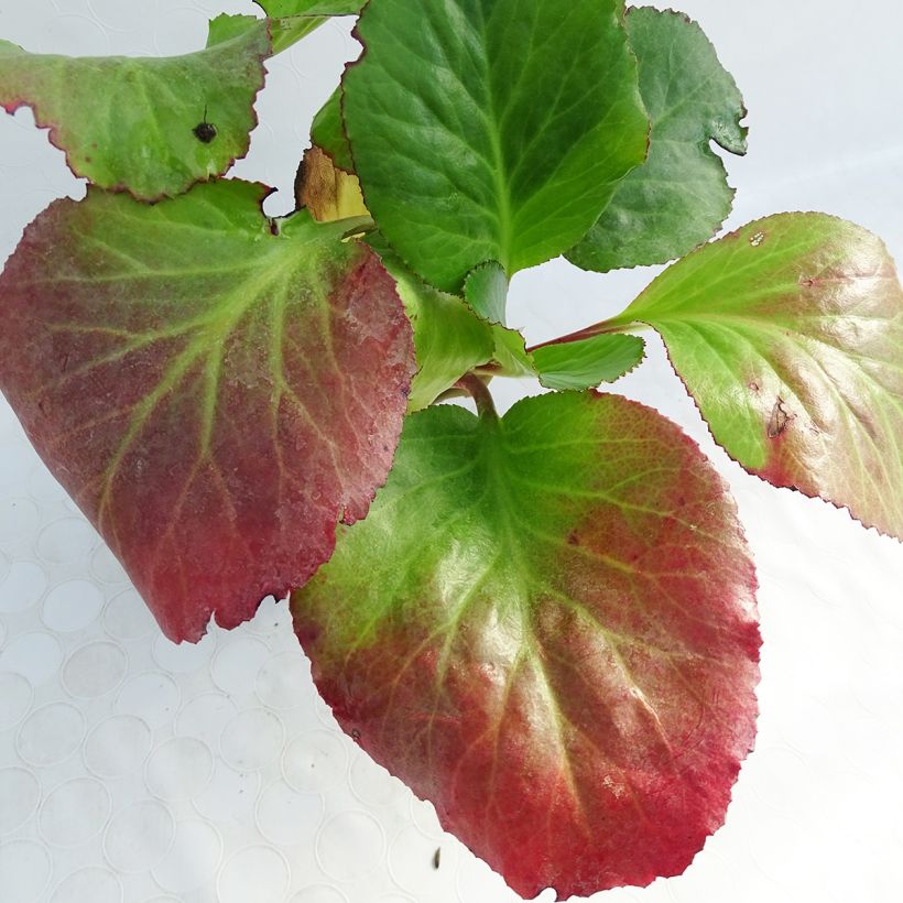 Bergenia Spring Fling - Elephant's Ears (Foliage)