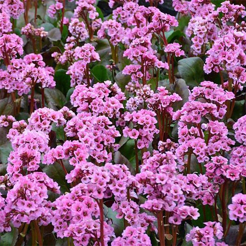 Bergenia Spring Fling - Elephant's Ears (Flowering)