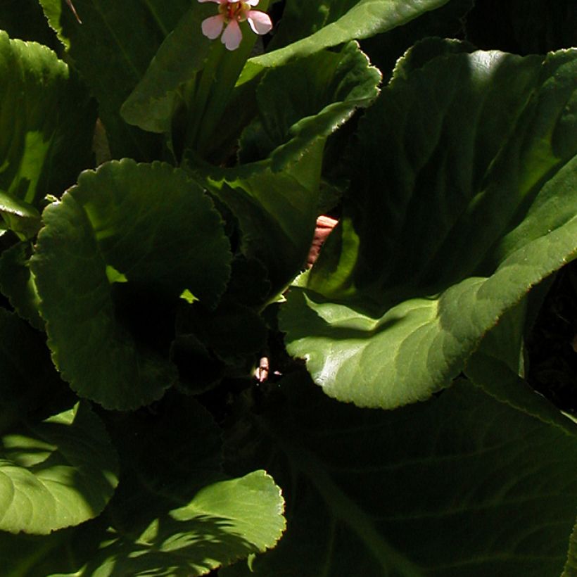 Bergenia milesii - Elephant's Ears (Foliage)