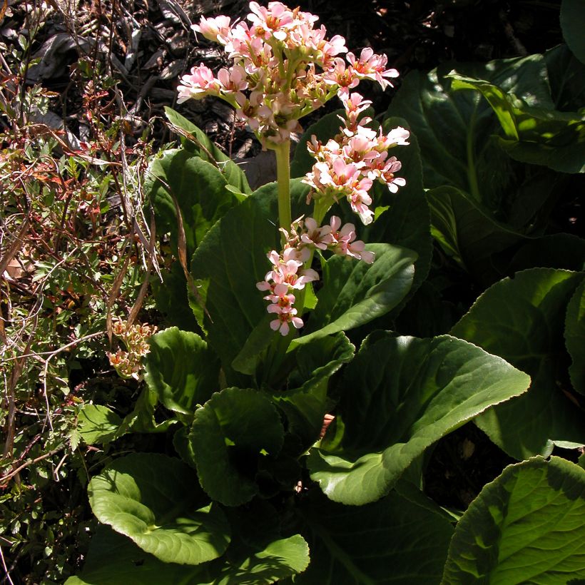 Bergenia milesii - Elephant's Ears (Plant habit)