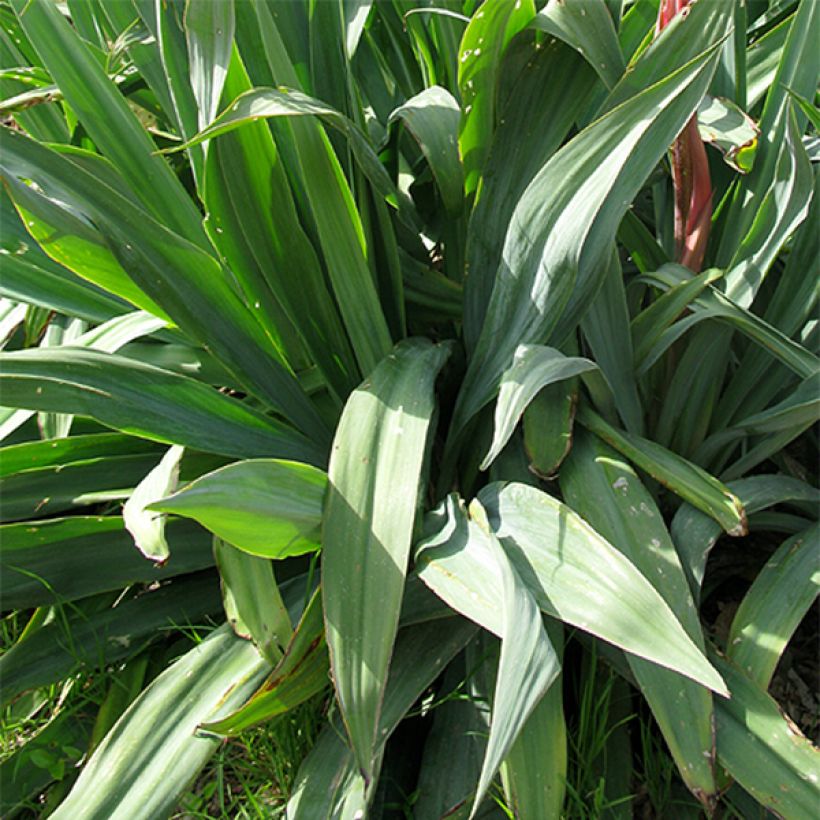 Beschorneria yuccoides (Foliage)