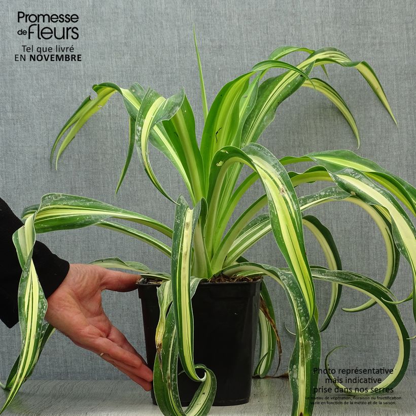 Beschorneria yuccoides Flamingo Glow Pot de 3L/4L sample as delivered in autumn