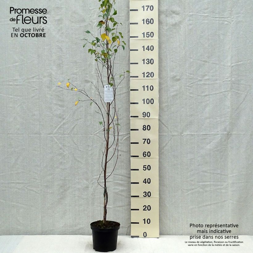 Betula pendula Fastigiata - Bouleau fastigié Pot de 2L/3L sample as delivered in autumn