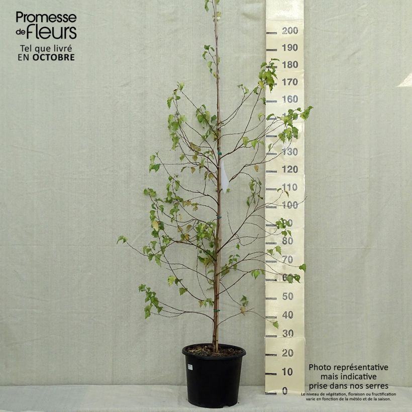 Betula pendula Golden Cloud - Bouleau blanc Pot de 12L/15L sample as delivered in autumn