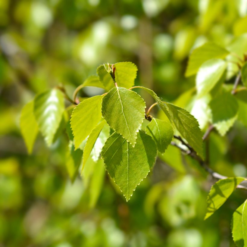 Betula pendula Magical Globe - Birch (Foliage)