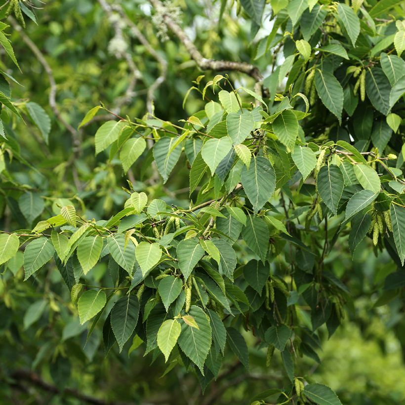 Betula utilis var. prattii - Himalayan Birch (Foliage)