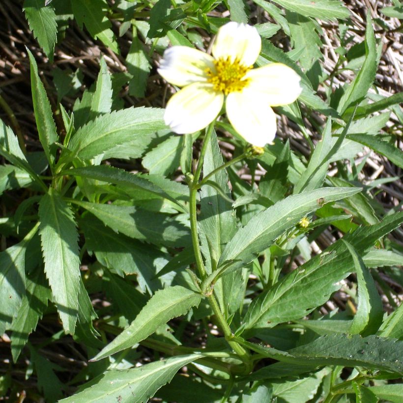 Bidens heterophylla (Plant habit)