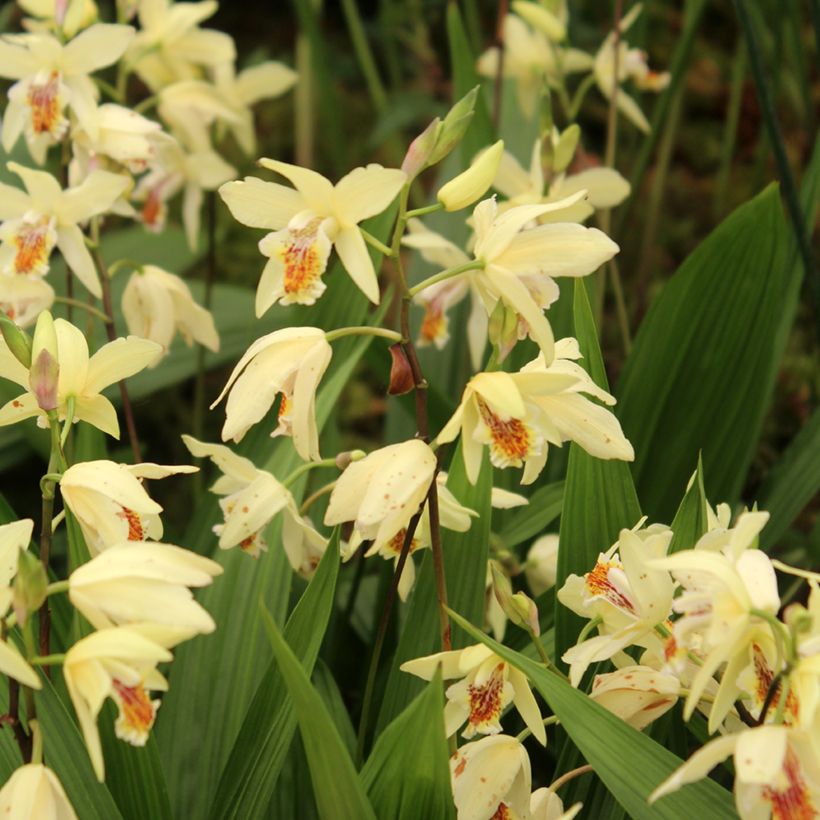 Bletilla ochracea (Plant habit)