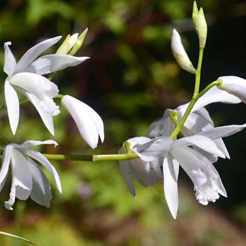 Bletilla striata Alba Variegata - Hyacinth orchid (Flowering)