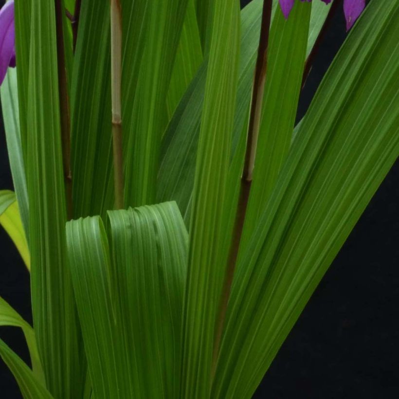 Bletilla striata 'Marcel Clapdrop' (Foliage)