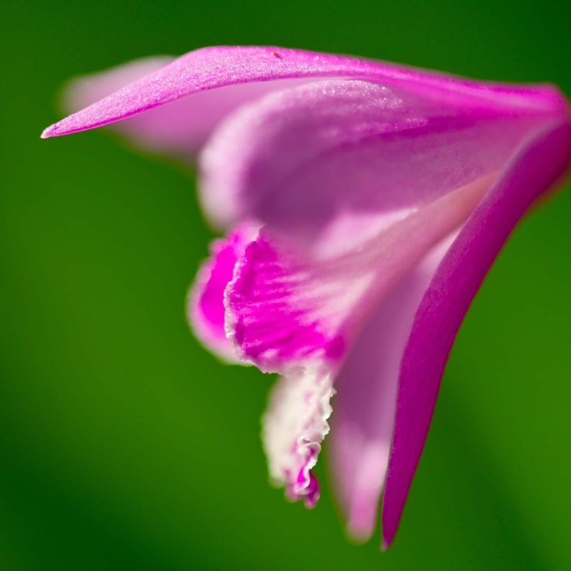 Bletilla striata Shi-ran - Hyacinth orchid (Flowering)