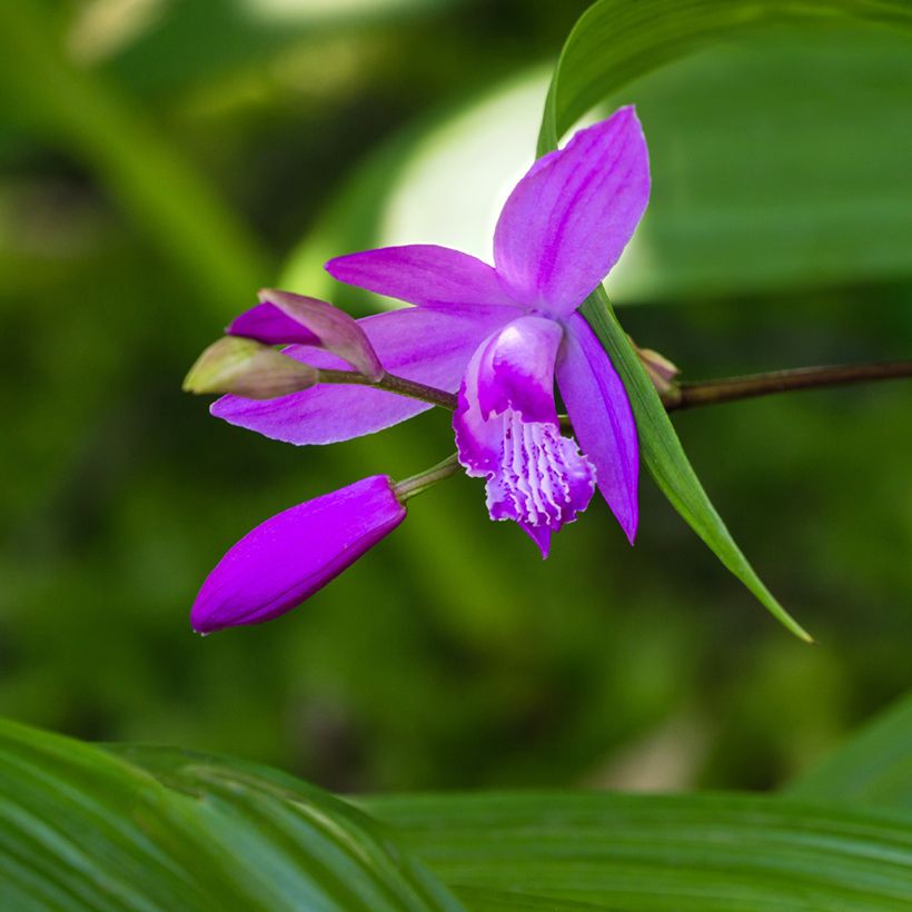 Bletilla striata Purple - Hyacinth orchid (Flowering)