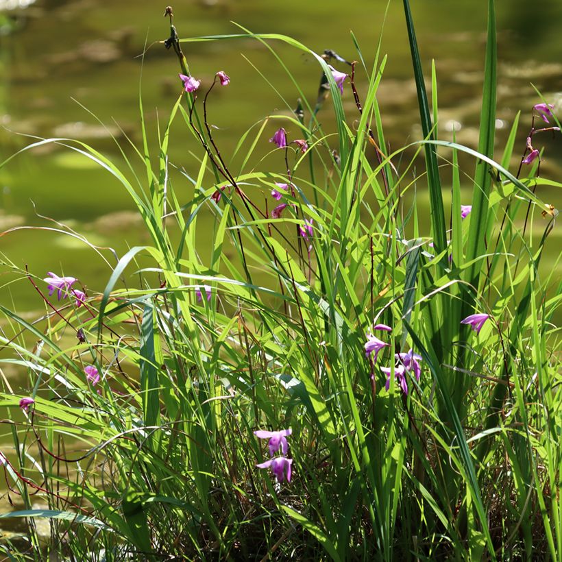 Bletilla striata Purple - Hyacinth orchid (Plant habit)