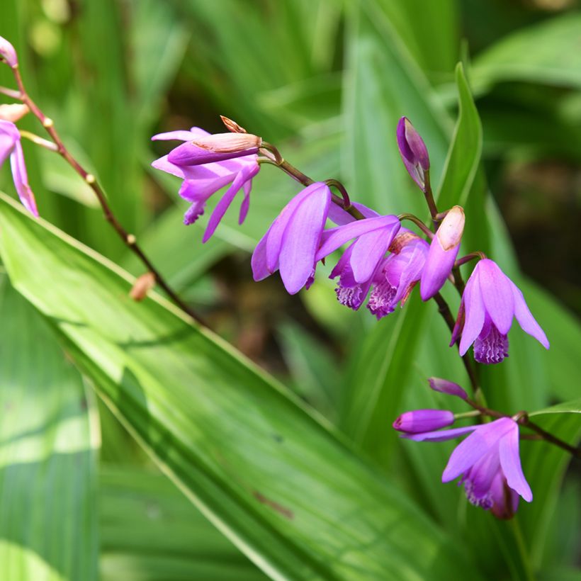 Bletilla variegated - Hyacinth Orchid (Flowering)