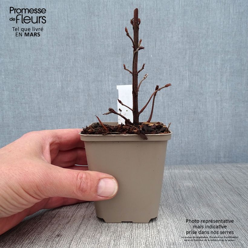 Boehmeria biloba Godet de 8/9 cm sample as delivered in winter