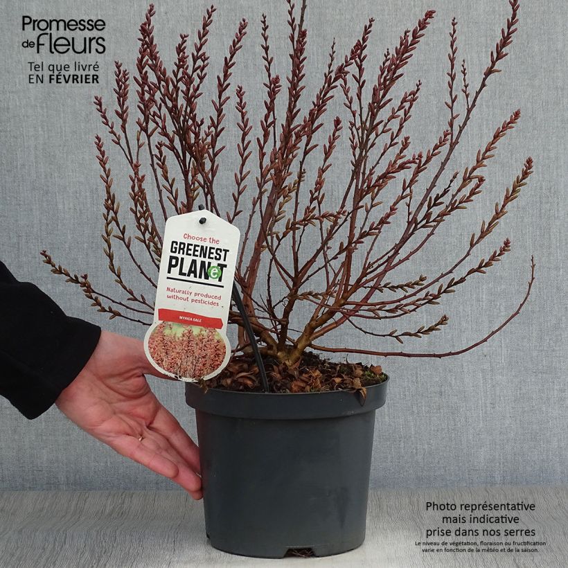 Bois-sent-bon - Myrica gale Pot de 2L/3L sample as delivered in winter