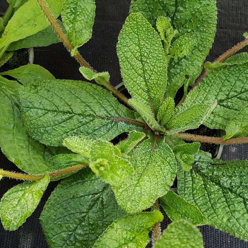 Borago pygmaea (Foliage)